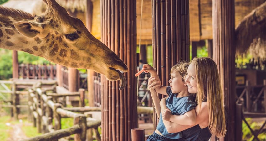 mother and child feeding giraffe at a zoo