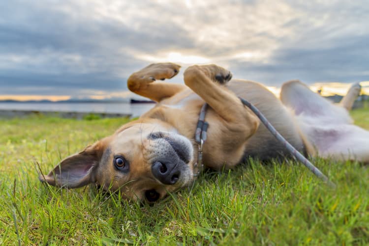 a dog playing in the grass