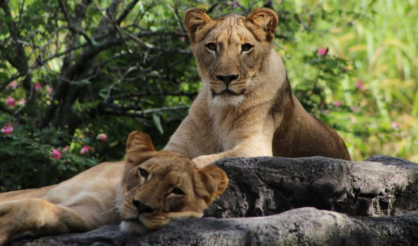 two lions lounge on a rock in Busch Gardens Tampa