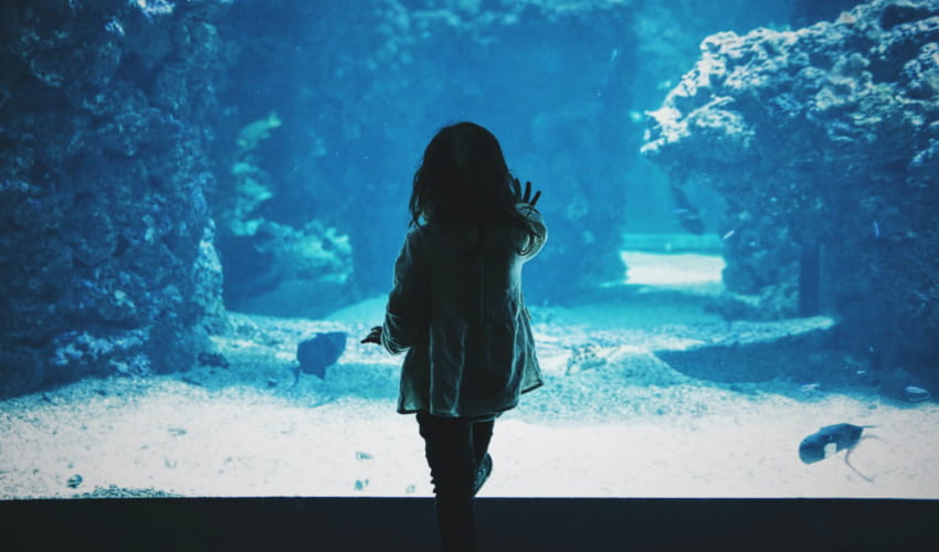 a child presses her hand to the glass of a large aquarium wall