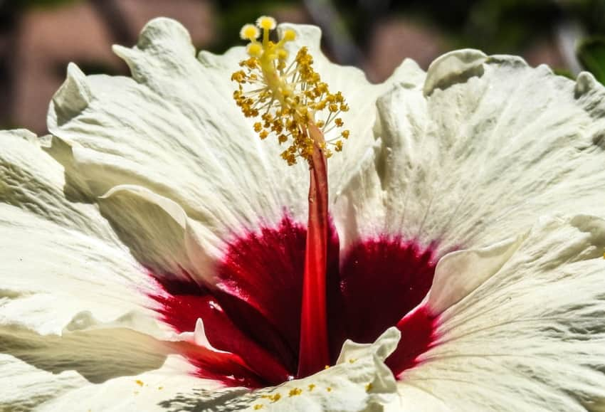 Close up of a flower at the Florida Botanical Gardens