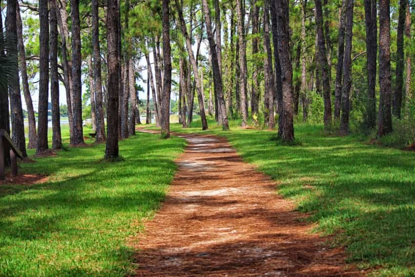 Hiking trail surrounded by trees