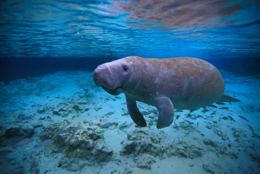 A manatee swimming underwater