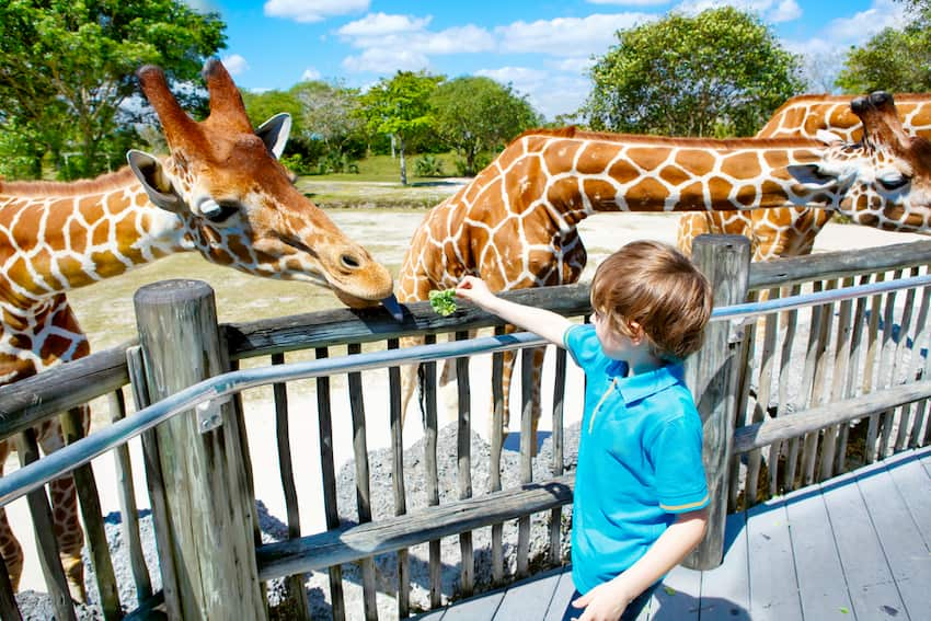 child at zoo miami feeding giraffes