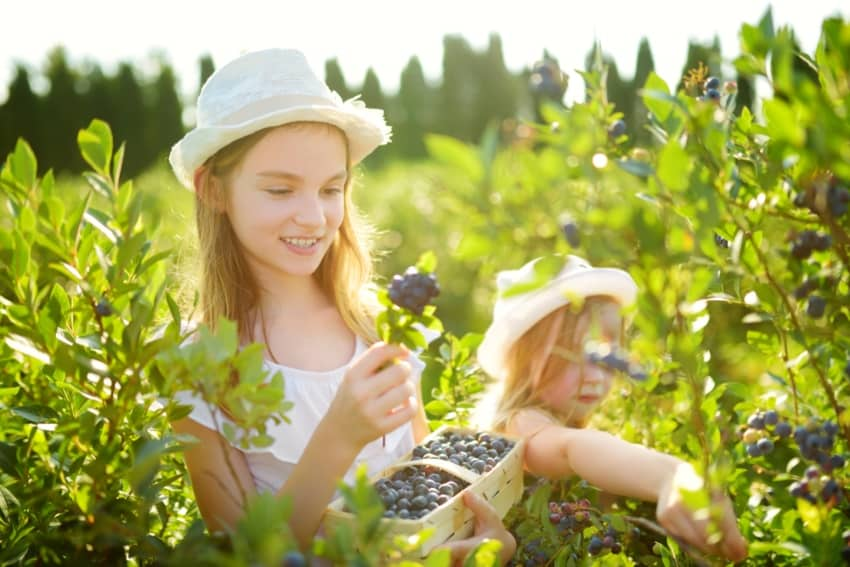 Girls picking blueberries at a farm