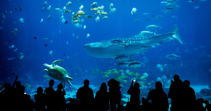 a whale shark swims by a crowd of observers in the Georgia Aquarium