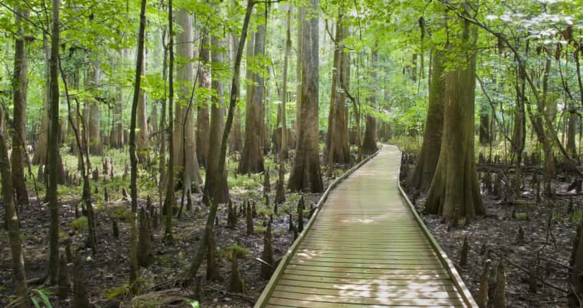 The boardwalk trail at Congaree National Park