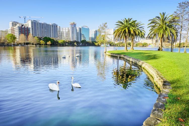 Swans on Lake Eola