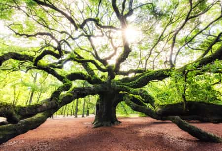 Sun filters through the leaves of Angel Oak, a large tree with many branches growing in all directions