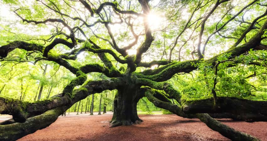 Sun filters through the leaves of Angel Oak, a large tree with many branches growing in all directions