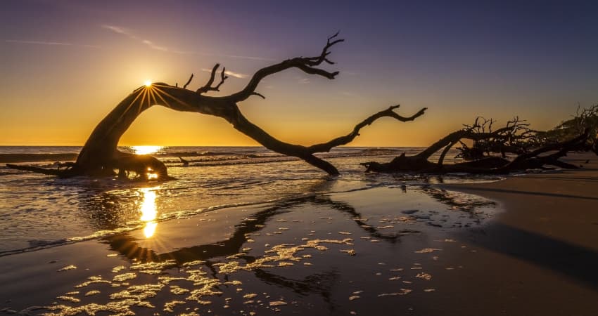 The sun rises over a driftwood tree on Jekyll Island