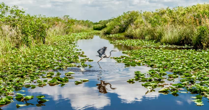 A heron takes flight in a marshy swamp