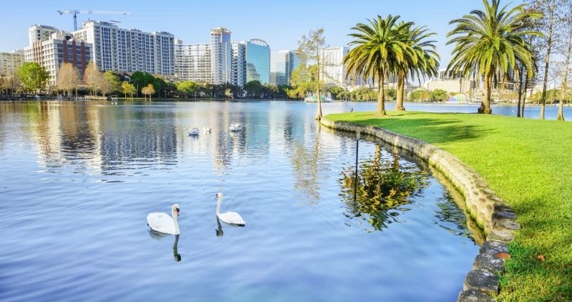 Swans swimming on a lake with Orlando in the background