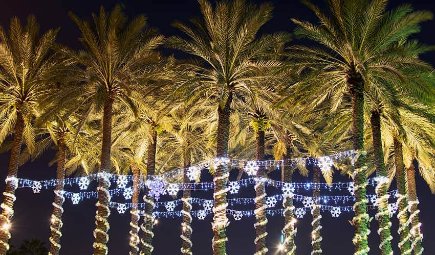 Palm trees alight with blue Christmas lights at night time