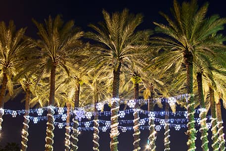 Palm trees alight with blue Christmas lights at night time