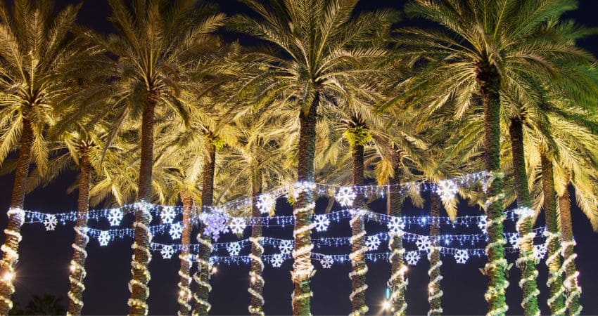 christmas lights on palm trees in tampa florida