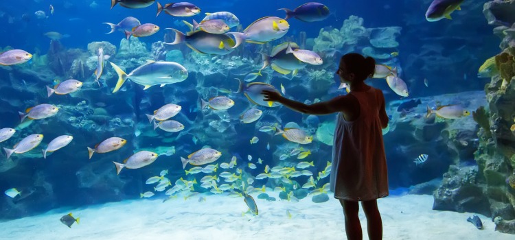 A girl watching fish at the Georgia Aquarium