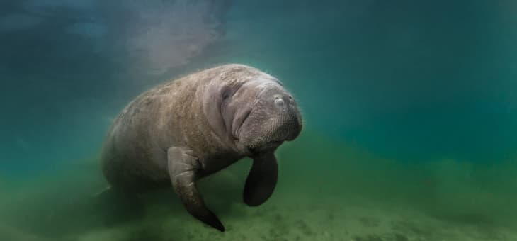 underwater view of a manatee