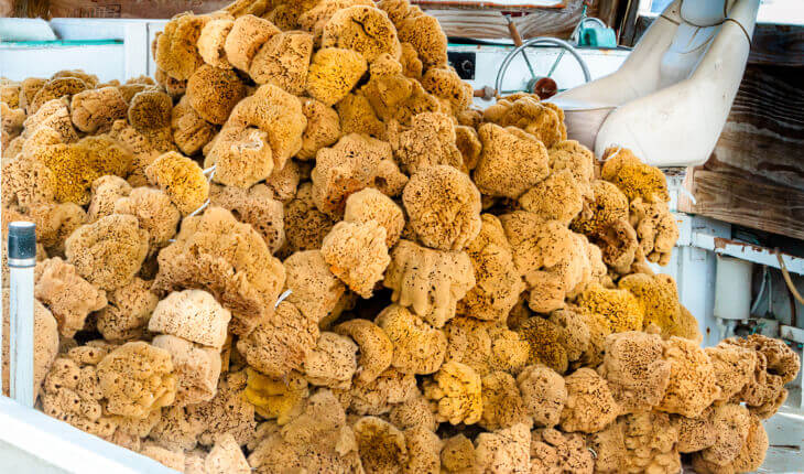 A pile of sponges